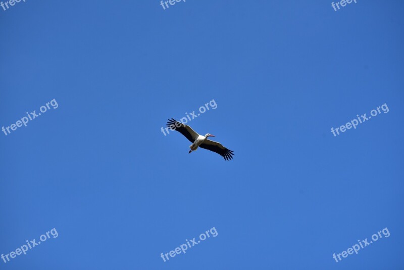 Stork Sky Flying Black White Bill