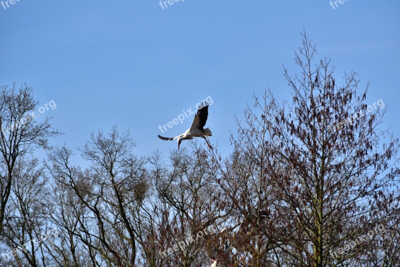 Stork Sky Flying Black White Bill