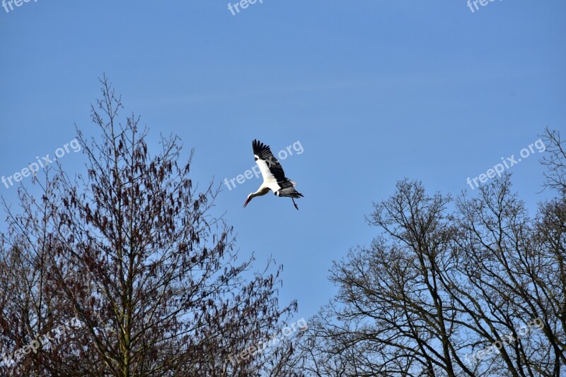 Stork Sky Flying Black White Bill