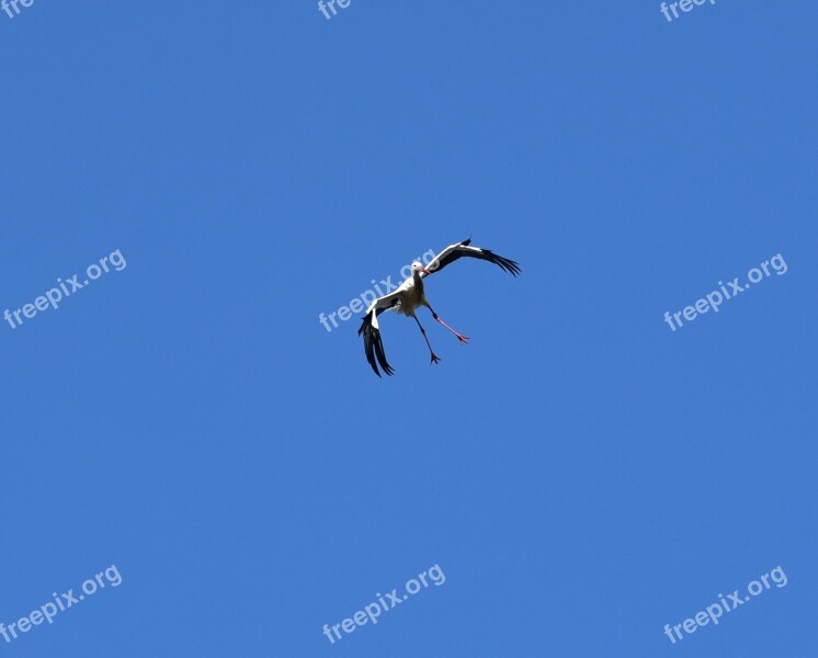 Stork Sky Flying Black White Bill