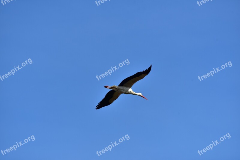 Stork Sky Flying Black White Bill