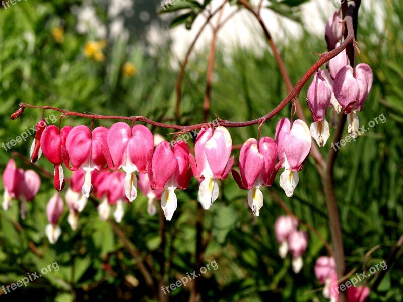 Bleeding Heart Lamprocapnos Spectabilis Flower Free Photos