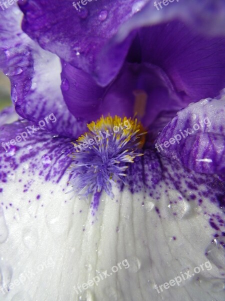 Iris Flower Blossom Bloom Close Up