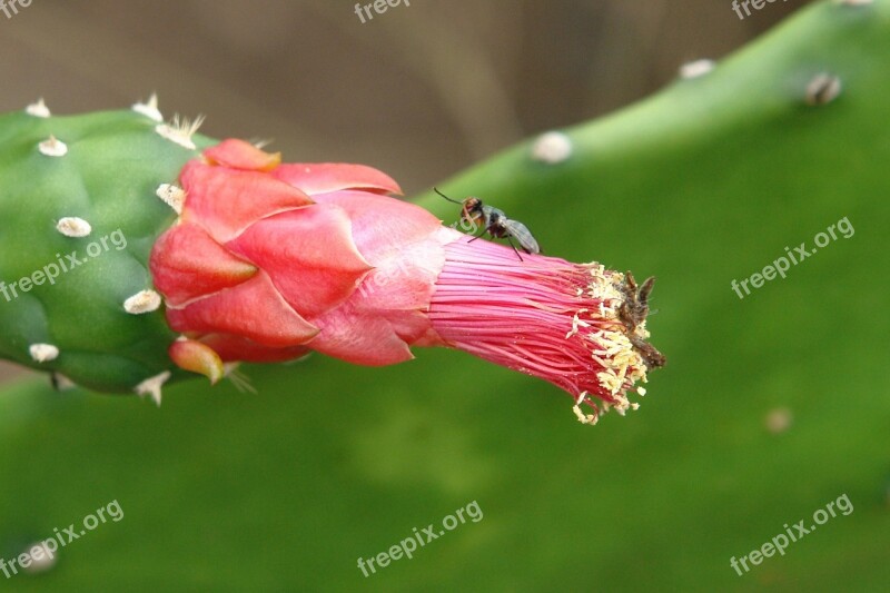 Fly Cactus Cacti Insect Flower