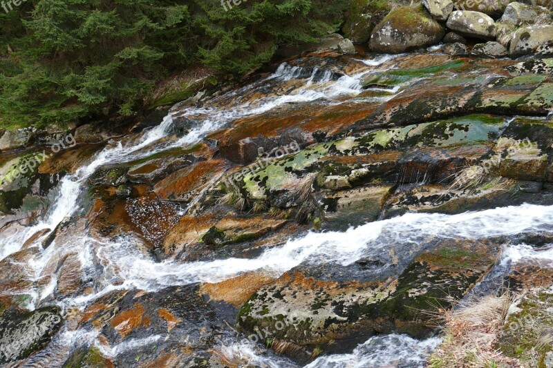 Nature Forest Creek Water Landscape