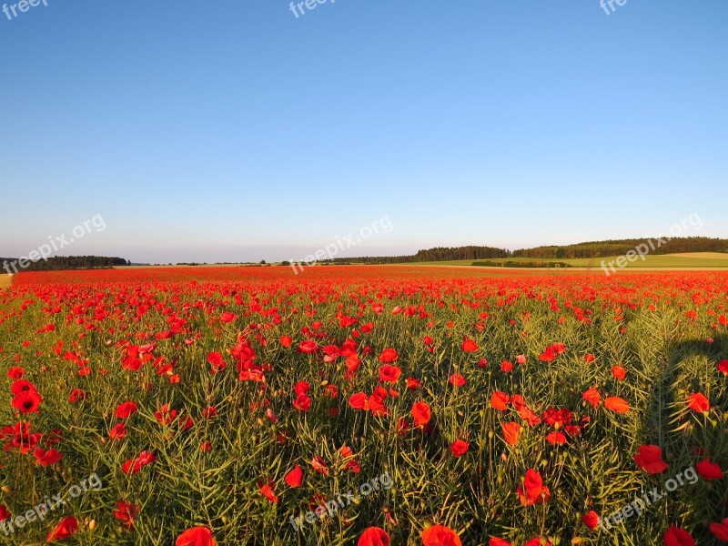 Poppies Field Meadow Landscape Nature