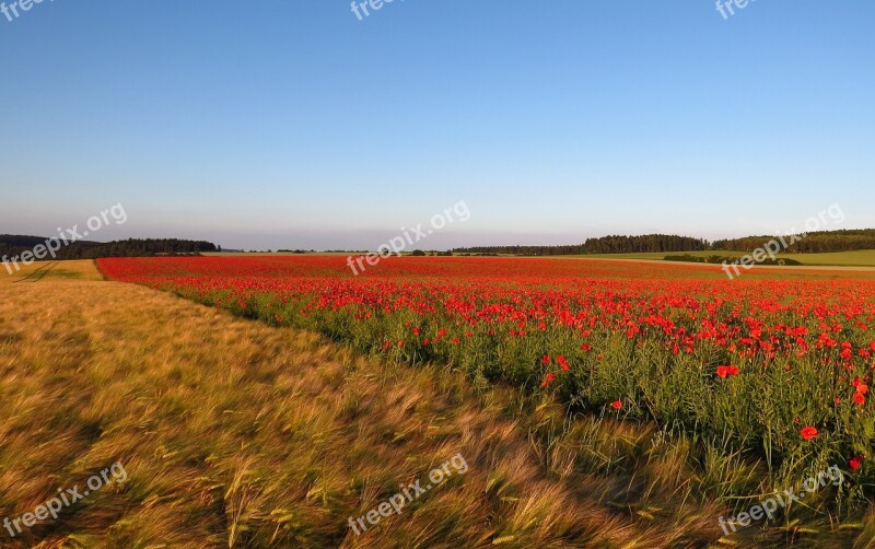 Poppies Field Meadow Landscape Nature