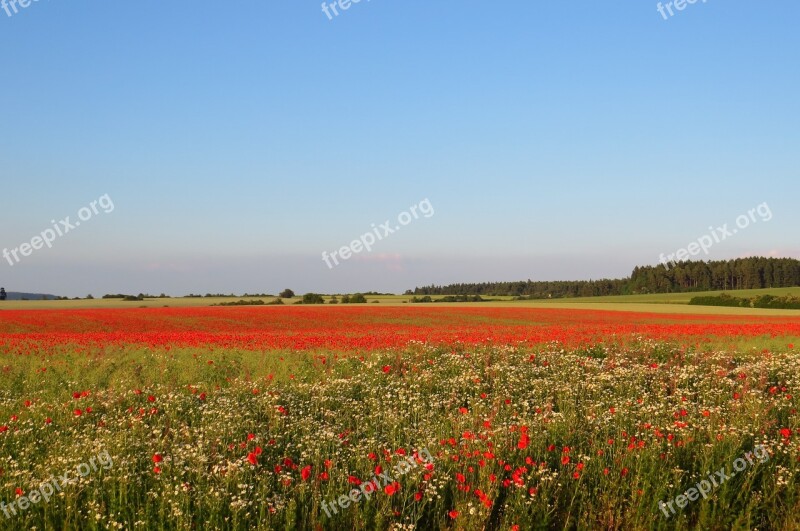 Poppies Field Meadow Landscape Nature