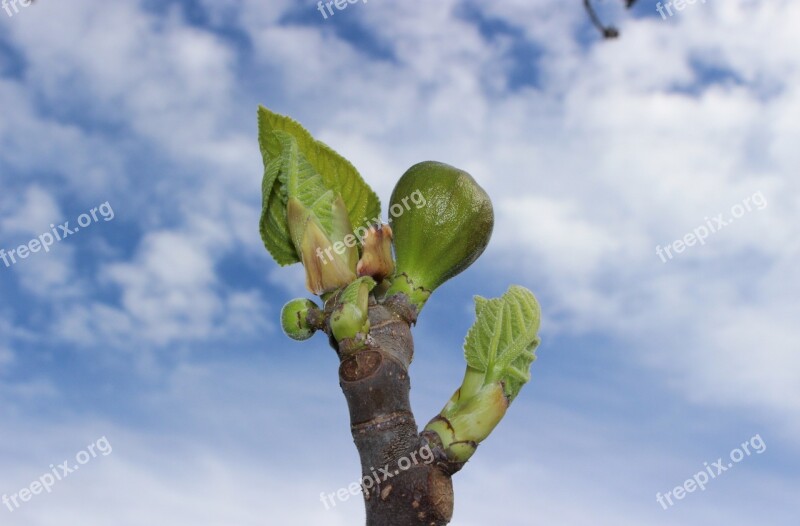 Fig Bud Spring Free Photos