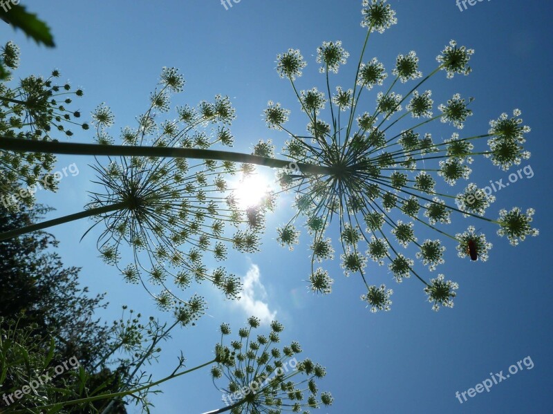 Umbels Flowers Carrot Sun Sky