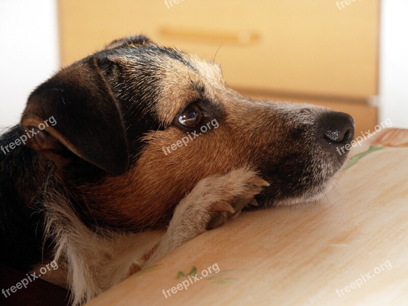 Dog By His Jack Russel Terrier Animal