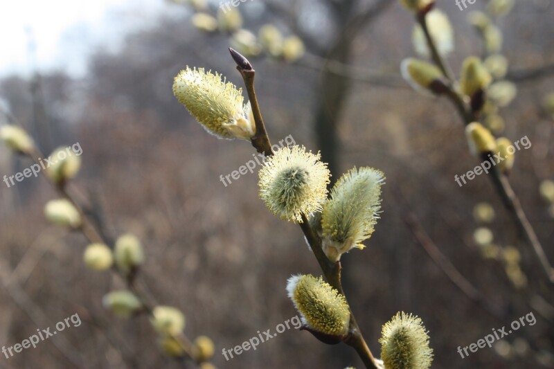 Pussywillow Spring Flowers Light Green Backlight Free Photos