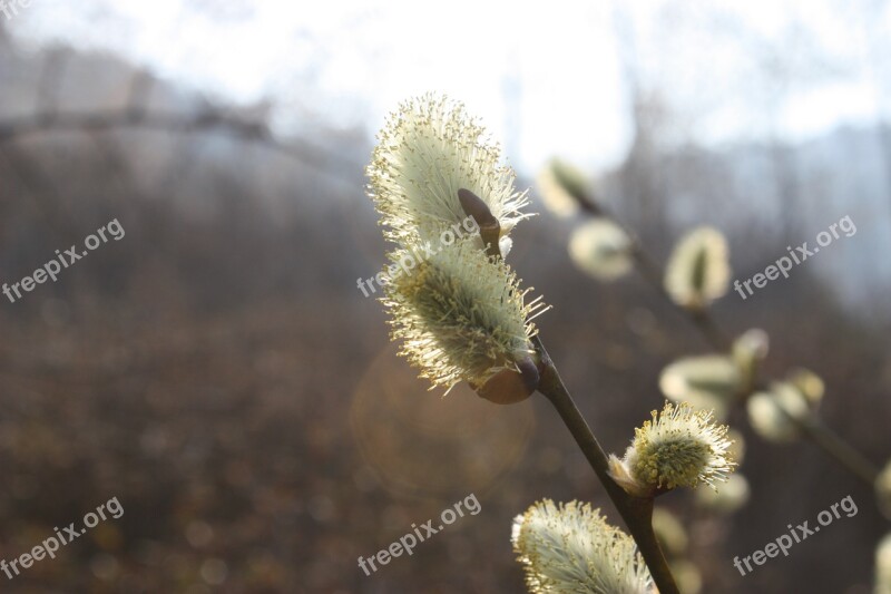 Pussywillow Spring Flowers Light Green Backlight Free Photos