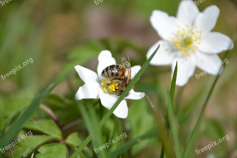 Feral Caltha Palustris White Bee Free Photos