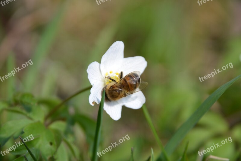 Caltha Palustris White Bee Free Photos