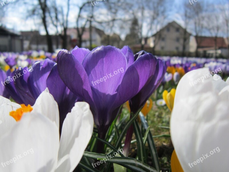 Crocus Spring Frühlingsanfang Flower Purple