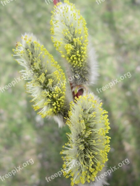 Palm Kitten Pasture Willow Catkin Blossom Bloom