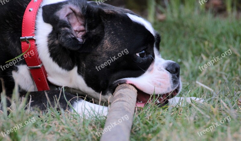 Dog Boxer Pet Black And White Floor