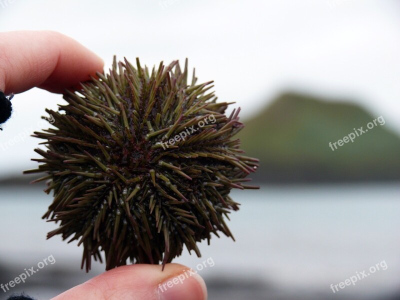 Sea Urchins Sea Sting Meeresbewohner Beach