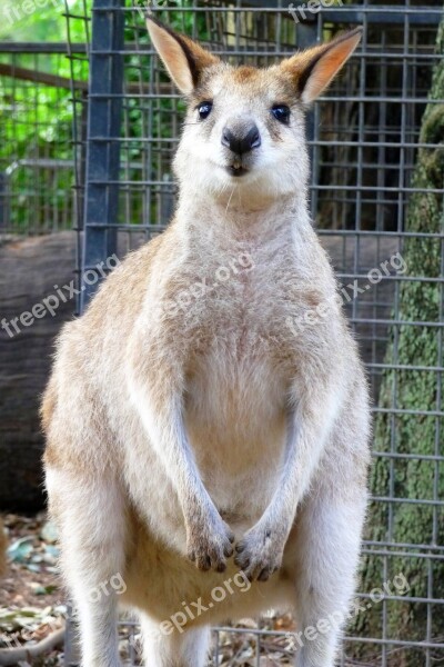 Australia Kangaroo Wildlife Park Free Photos