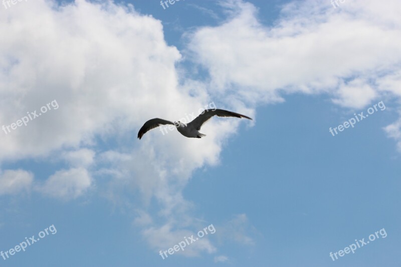 Seagull Clouds Sky Fly Bird