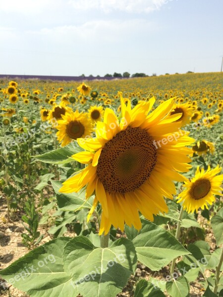 Sunflower Sunflower Field Sunshine Nature Free Photos