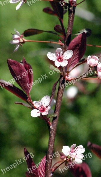 Branch Bush Cherry Purple Leaf