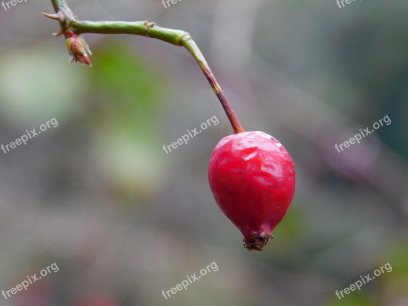 Rosehip Berry Rosa Red Nature