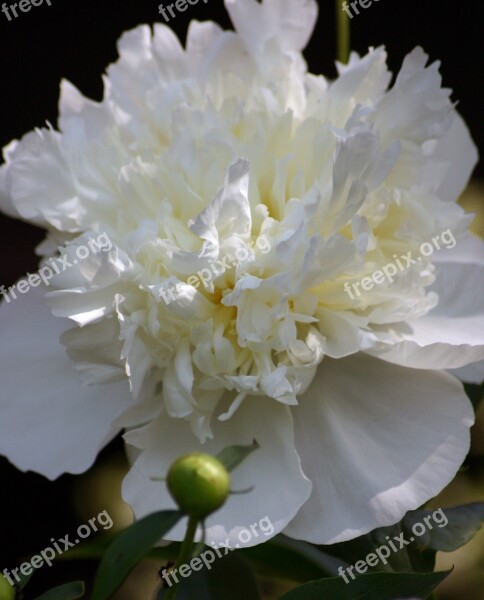 Flower Peony Bloom Spring Summer