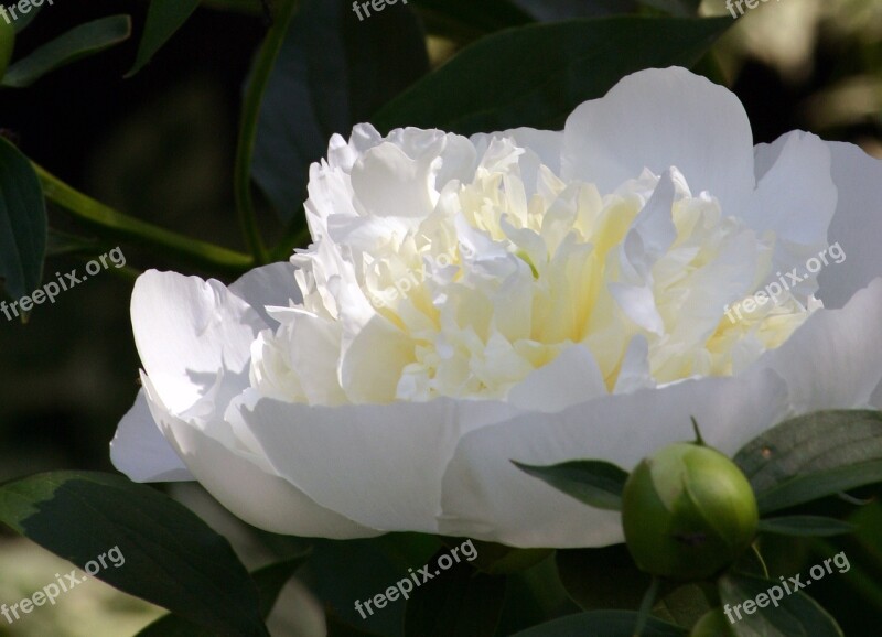 Flower Peony Single Botanic White