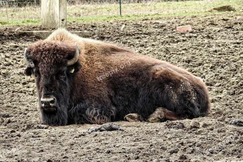 Bison Buffalo Wild American Buffalo Free Photos