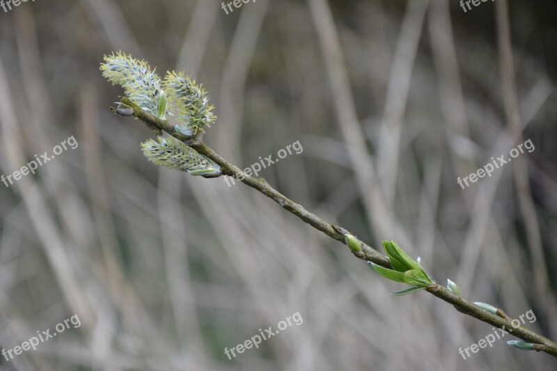 Spring Branch Nature Branches Flower