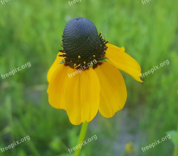 Coneflower Clasping-leaf Coneflower Flower Droopy Droops