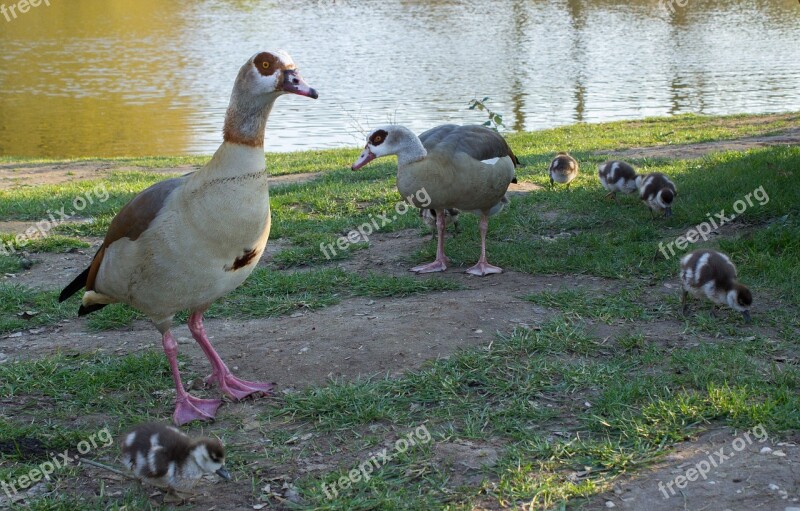 Goose Family Pond Spring Wild Goose Free Photos