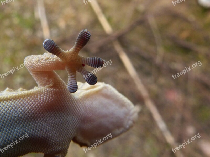 Sucker Claw Gecko Dragon Lizard