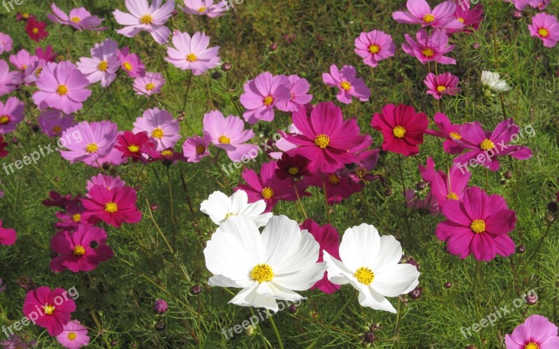 Flowers Cosmos Autumn Cherry Pink Flower Garden