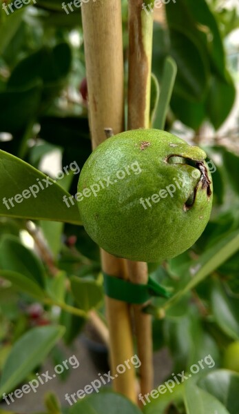 Guava Tropical Plant Tree Nature