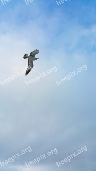 Bird Seagull Waves Ocean Sunny