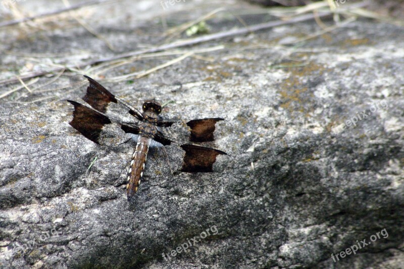 Dragonfly Summer Sun Nature Organic