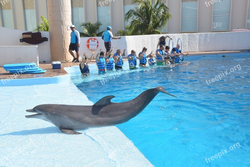 Dolphin Fish Animal Delphinarium Therapy