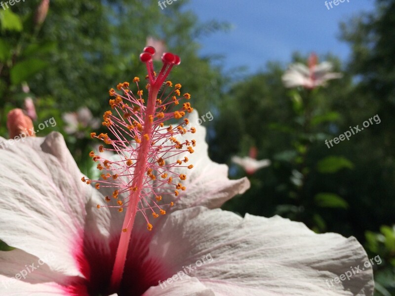 Flowers Flower Nature Color Life