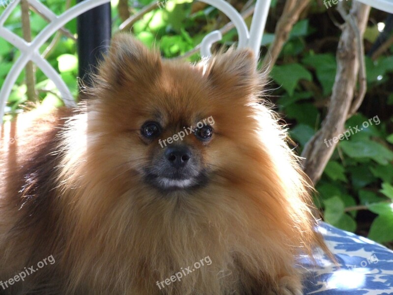 Dog Pomerania Puppy Race Fluffy