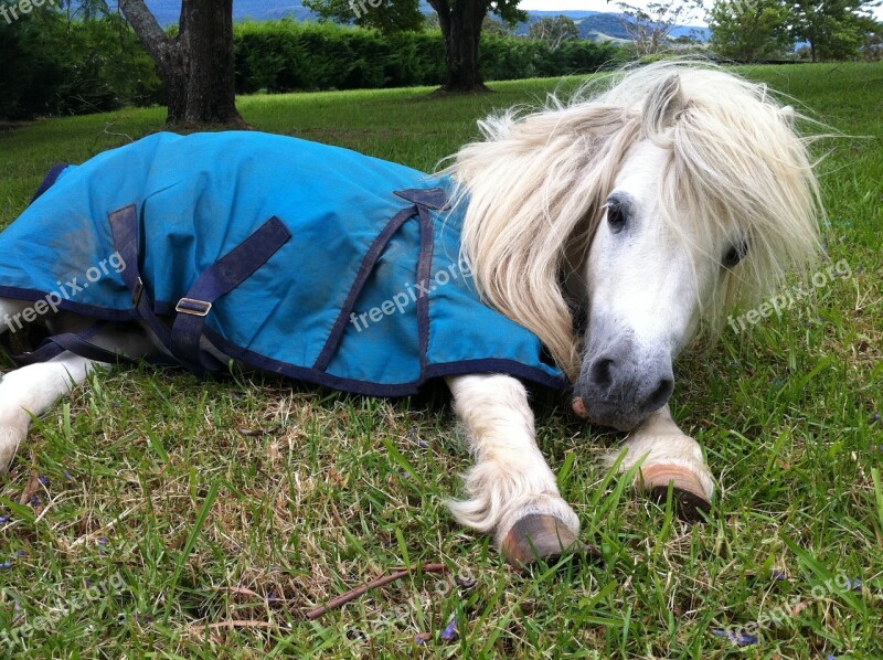 Shetland Pony Horse Animal Farm