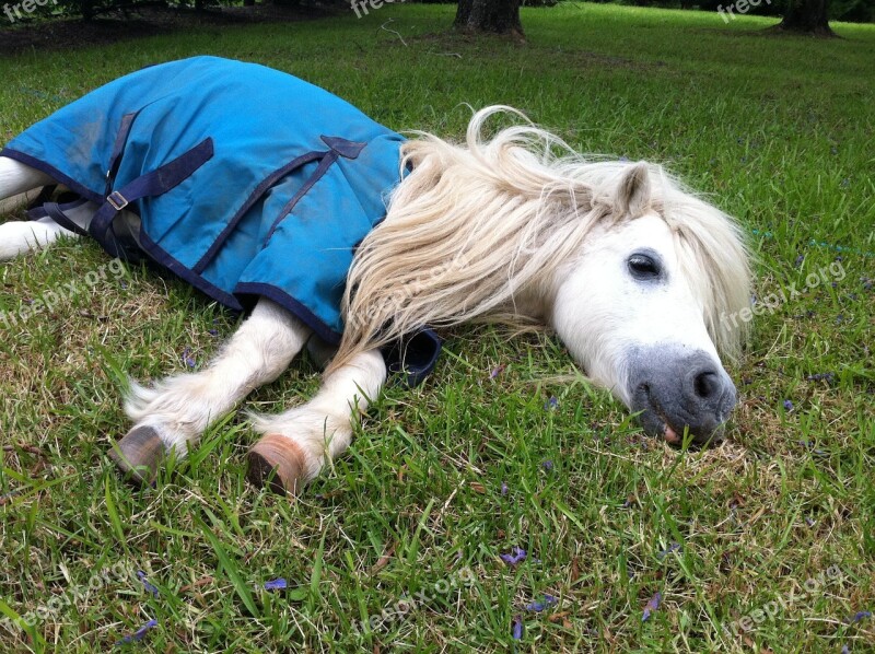 Shetland Pony Horse Nap Shetland Pony