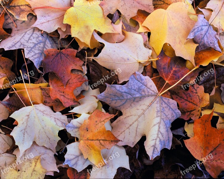 Autumn Leaves Shades Nature Leaf