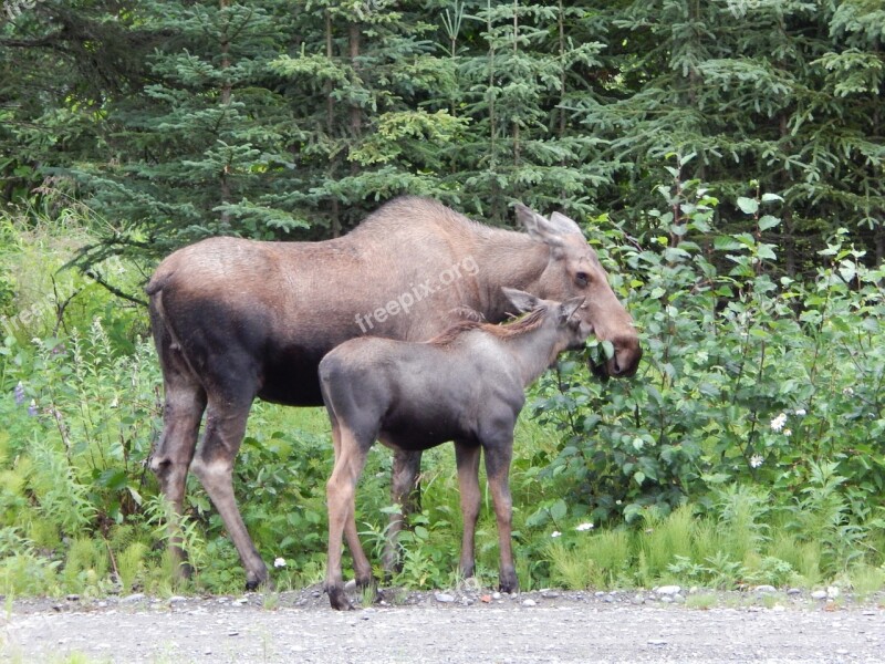 Moose Outdoors Wildlife Nature Alaska