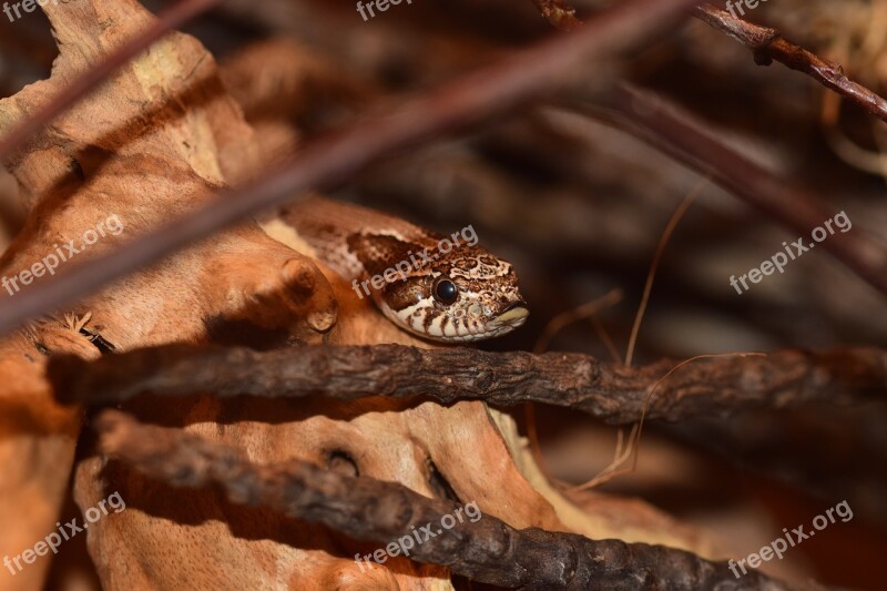 Hooknose Natter Snake Slightly Toxic Scale Heterodon Nasicus