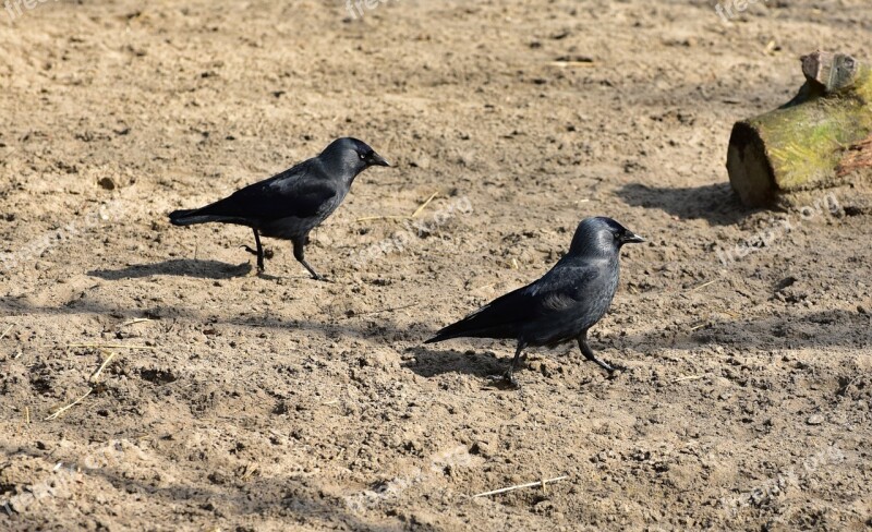 Corvidae Black Bird Feather Bill