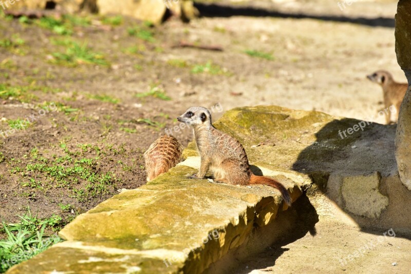 Meerkat Guards Attention Animal Watch