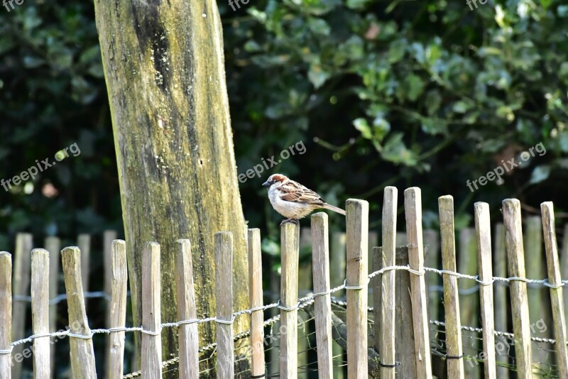 House Sparrow Sparrow Bird Sperling Animal